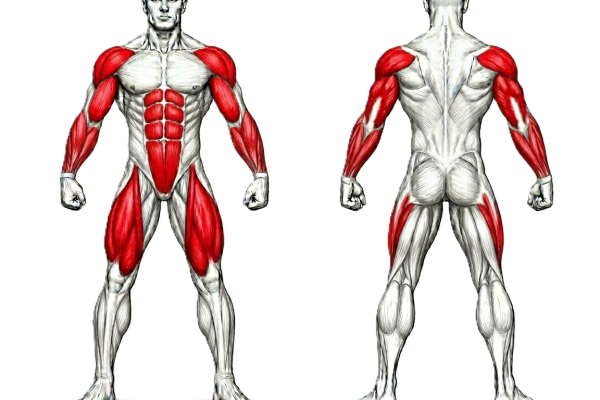 Image illustrant les muscles travaillés pendant les exercices de basket