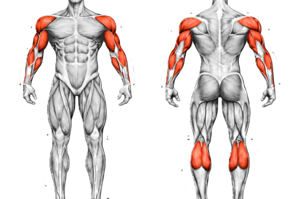 Image illustrant les Muscles travaillés pendant les développés militaires