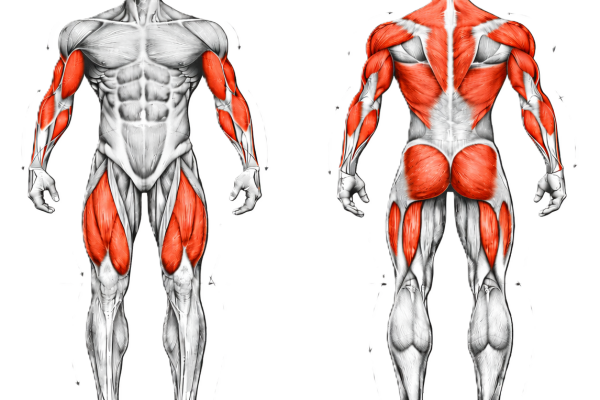 Image illustrant les Muscles travaillés pendant un deadlift