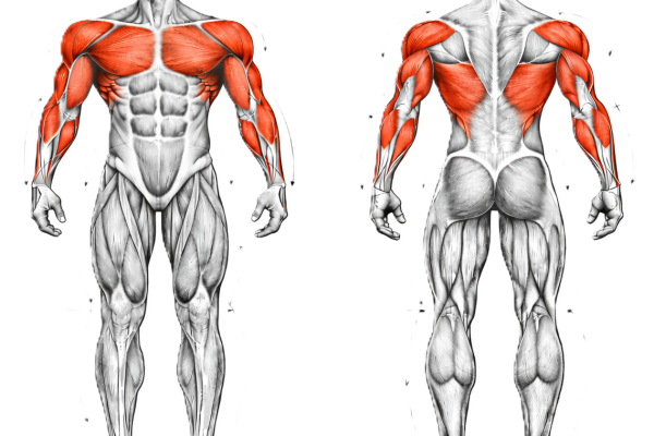 Image illustrant les Muscles travaillés pendant les Développé Couché et Dips penché